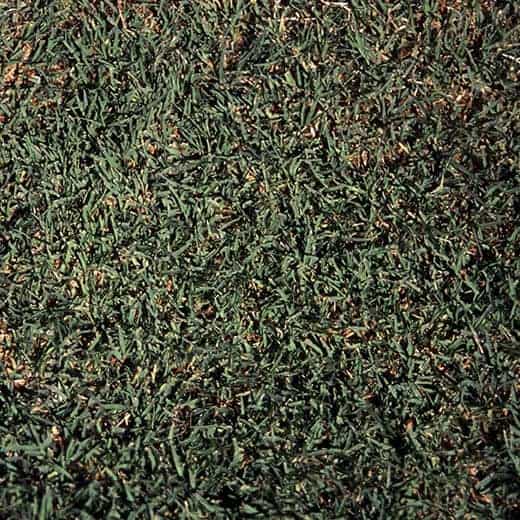 Turfgrass Licensing