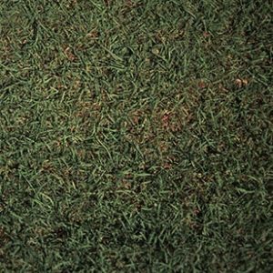 Colonial Bent Grass